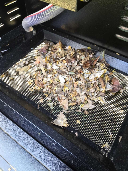 機器誘捕烘干后的蟲體(部分)