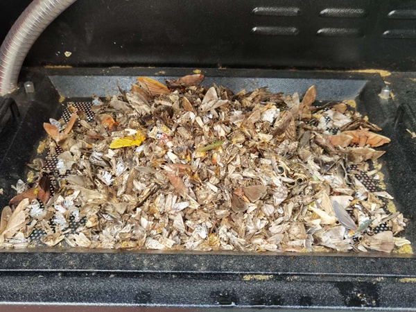 機器誘捕烘干后的蟲體(部分)