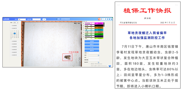 草地貪夜蛾高清照