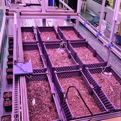 ˹ֲͱOyϵy TPN-PlantPhy